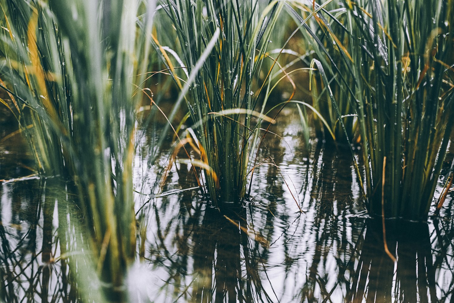.植物对人类有哪些好处︰(植物对人类的用处)