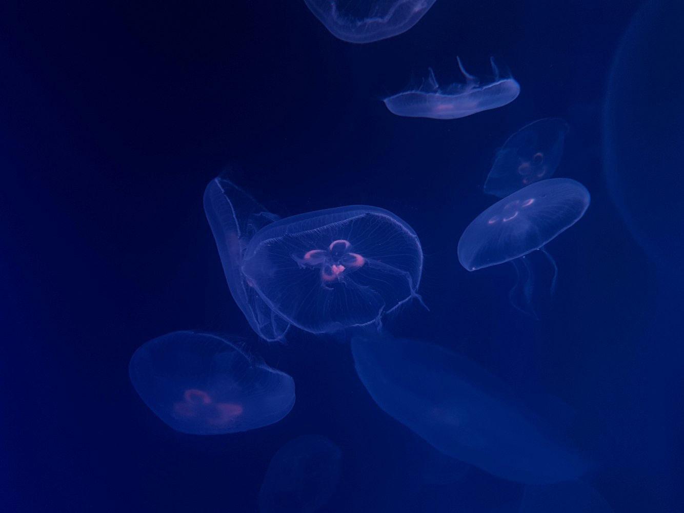 为什么水母会发光-这种生物是长在淡水里的还是海洋里的？〃你知道水母为什么会发光吗
