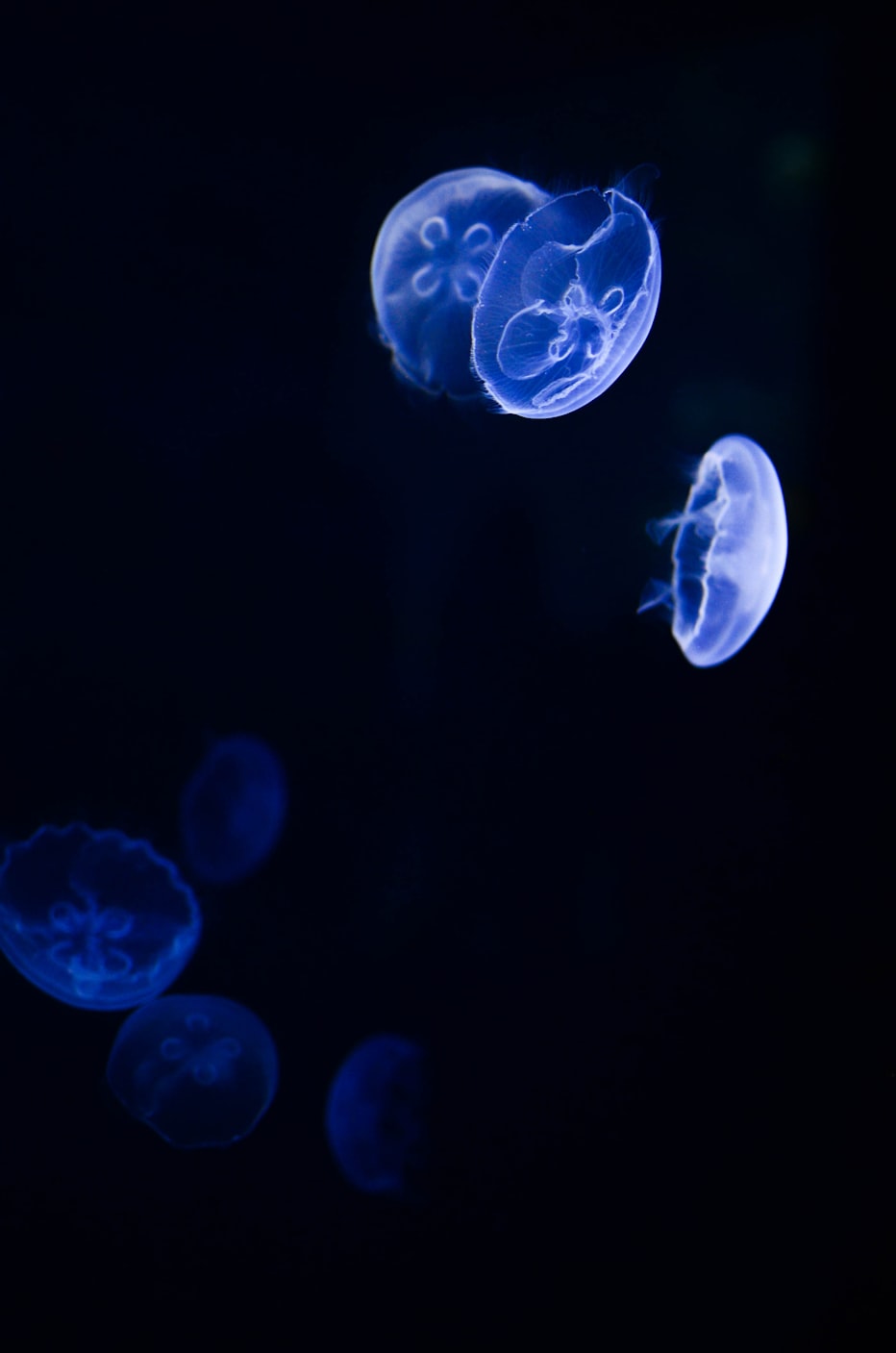 为什么水母会发光-这种生物是长在淡水里的还是海洋里的？〃你知道水母为什么会发光吗