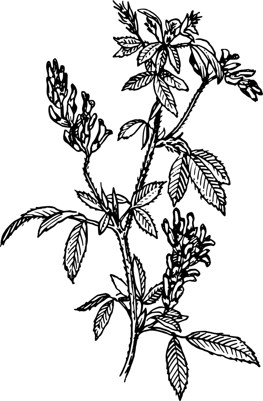 生物可以按照什么分类〃生物可以怎样分类