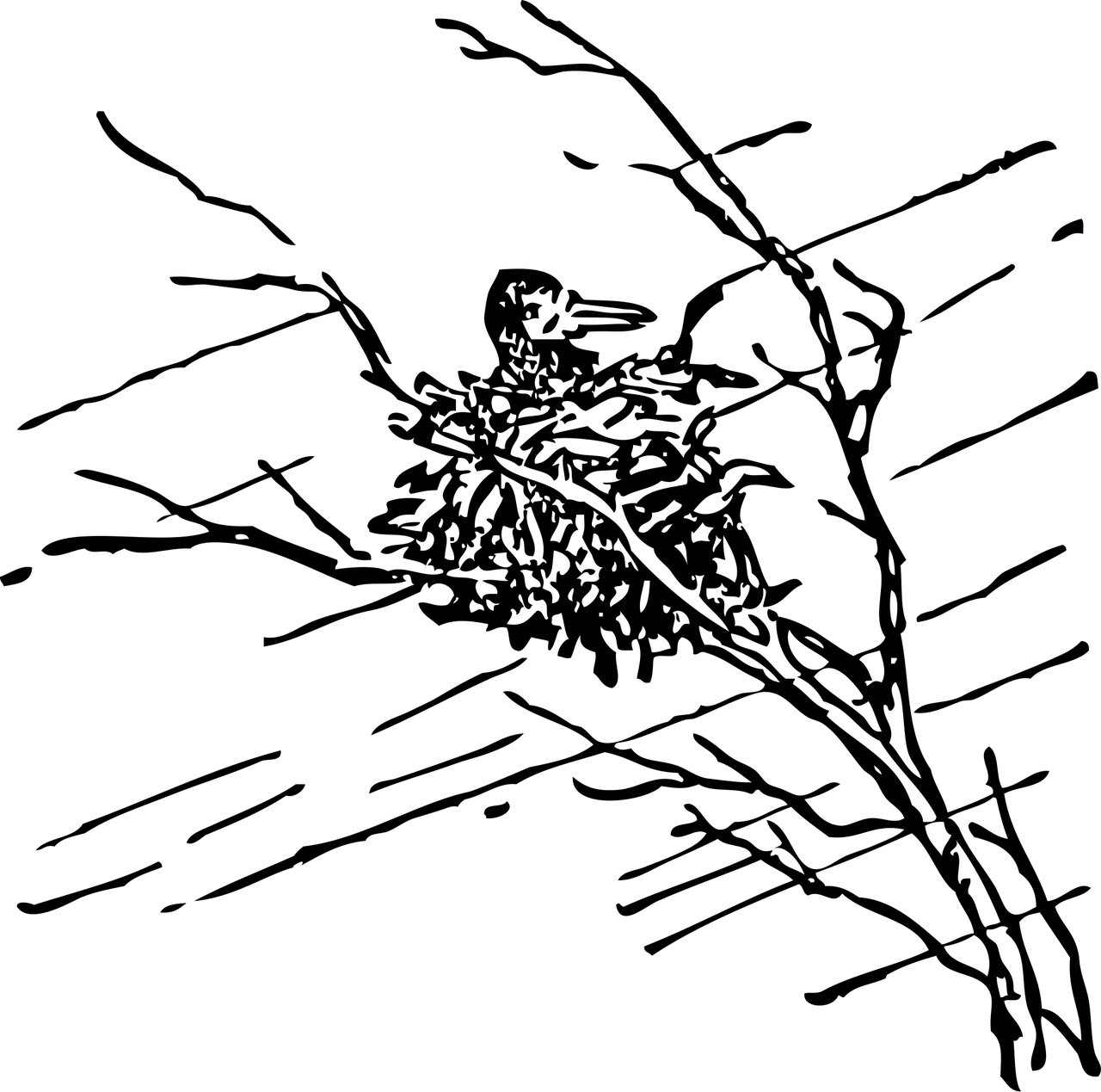 生物可以按照什么分类〃生物可以怎样分类