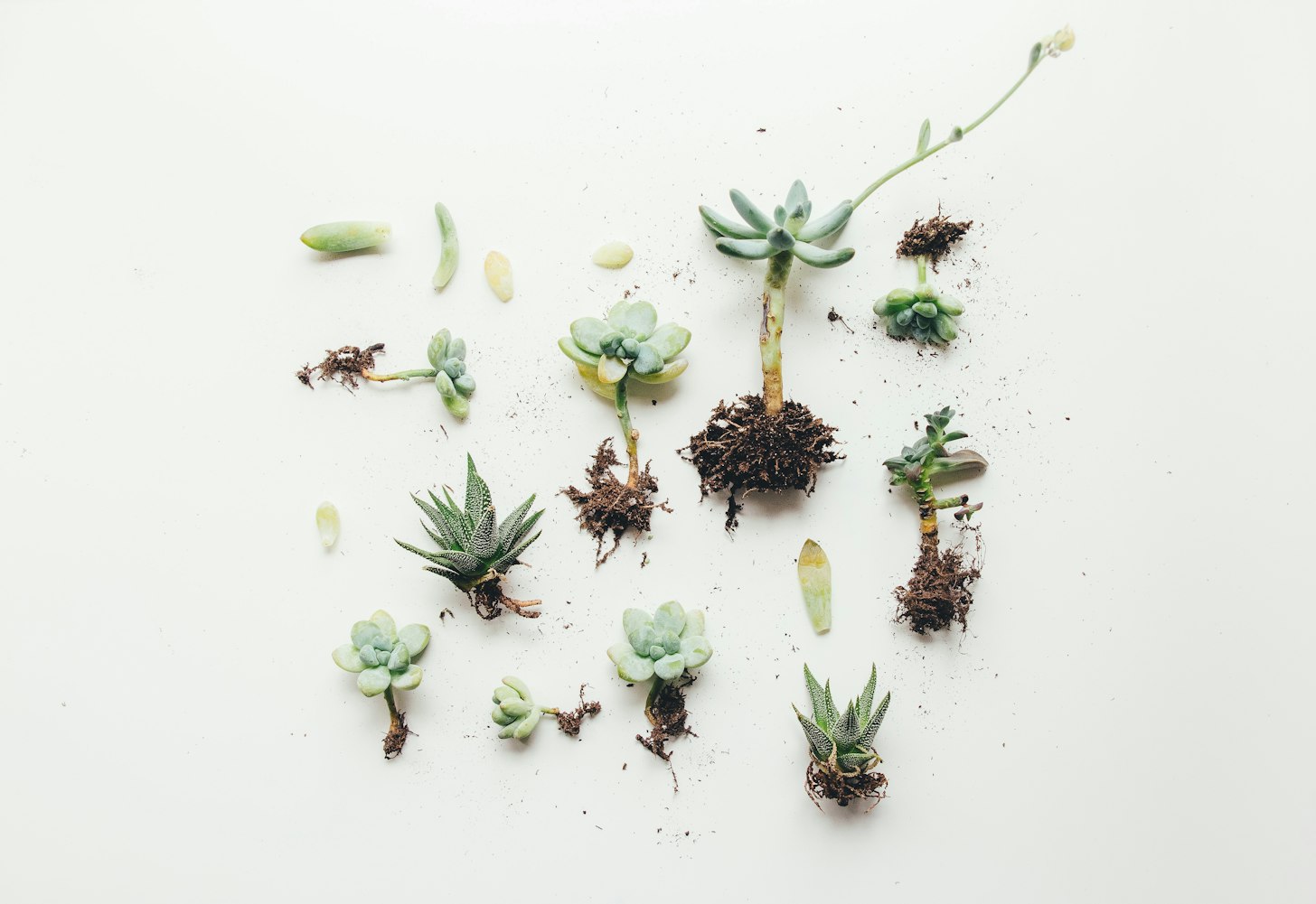 【植物光合作用和呼吸作用的化学公式(初一生物)/植物光合作用和呼吸作用的过程】