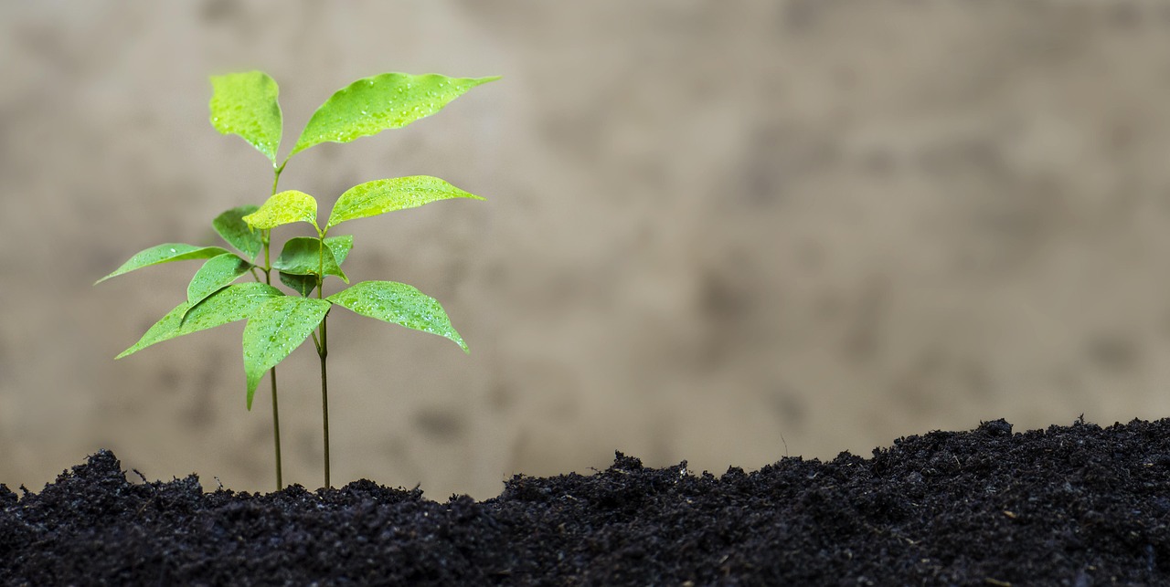 「关于植物的高中生物竞赛题」〃植物类知识竞赛题 「关于植物的高中生物竞赛题」〃植物类知识竞赛题