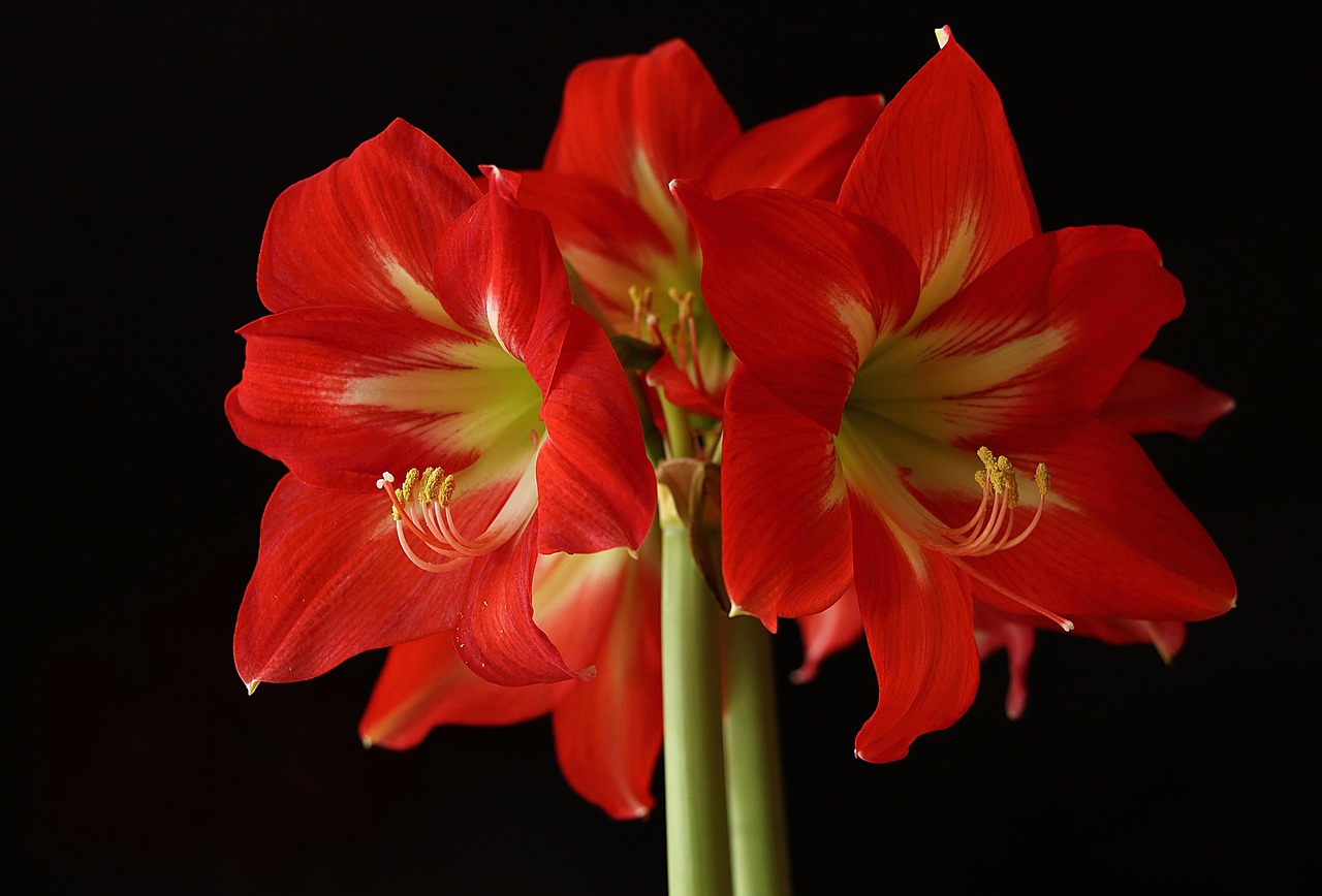 “丁香花和丁香叶是否功效相同” 丁香花与丁香叶功效的区别？