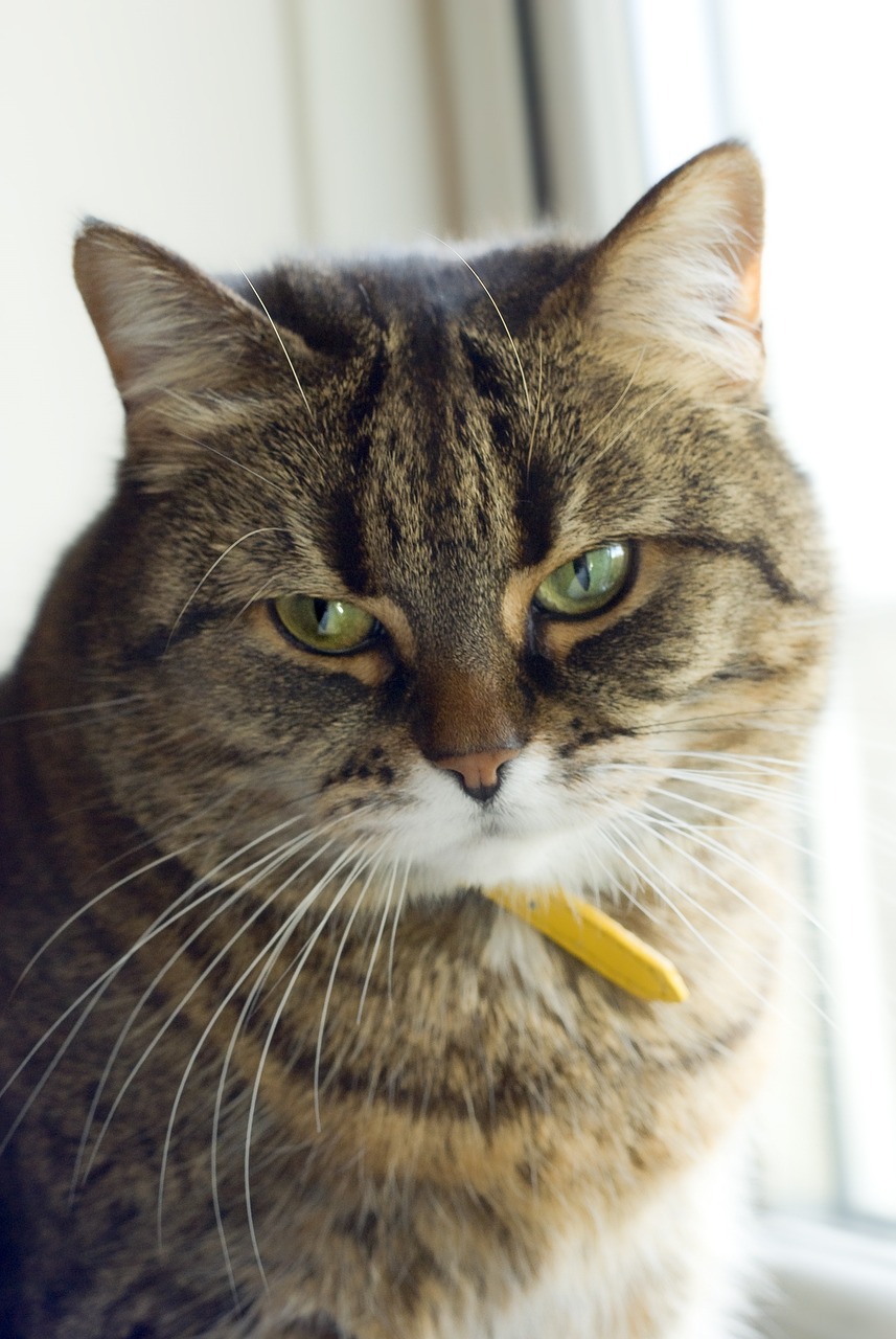 猫的身体特点都有哪些-猫的身体特点是什么