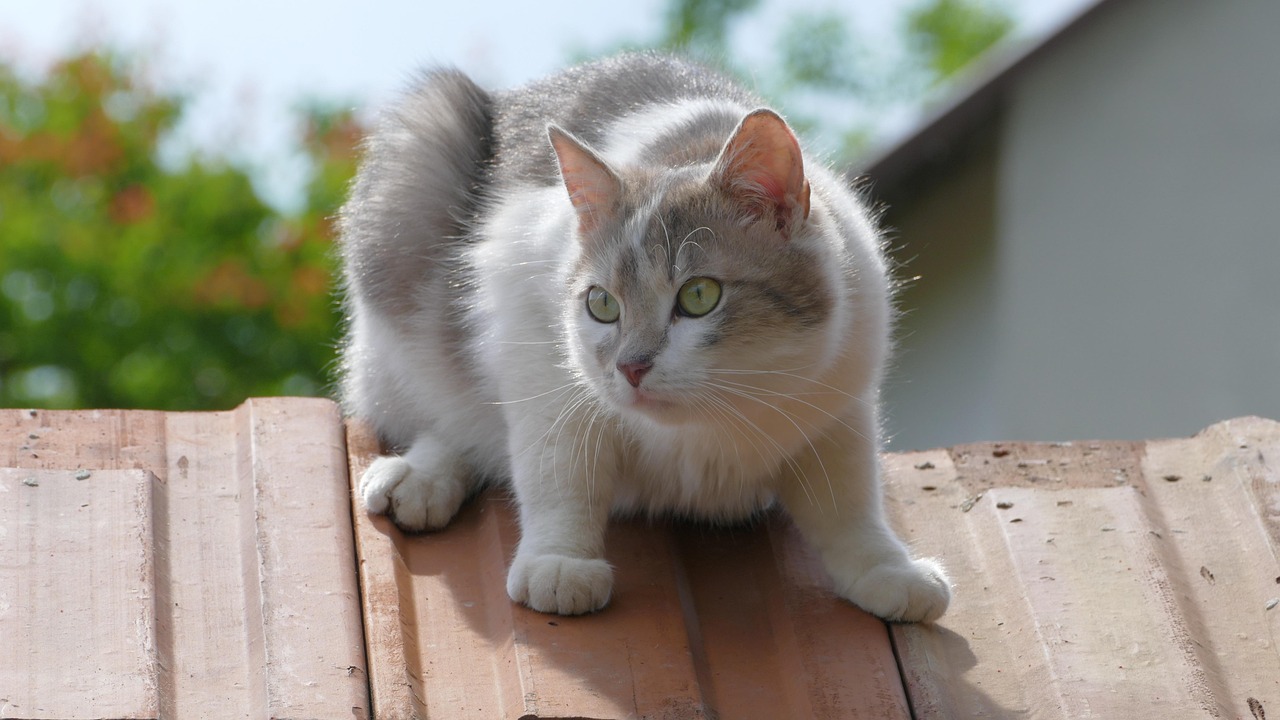 猫的身体特点都有哪些-猫的身体特点是什么