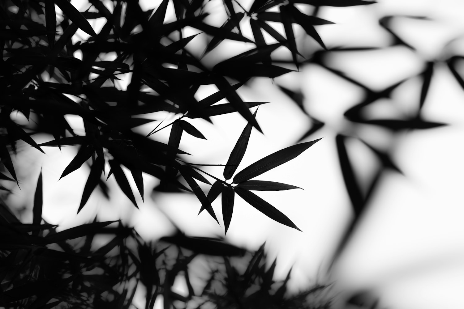 树叶的比手抄报〃树叶的手抄报怎么做