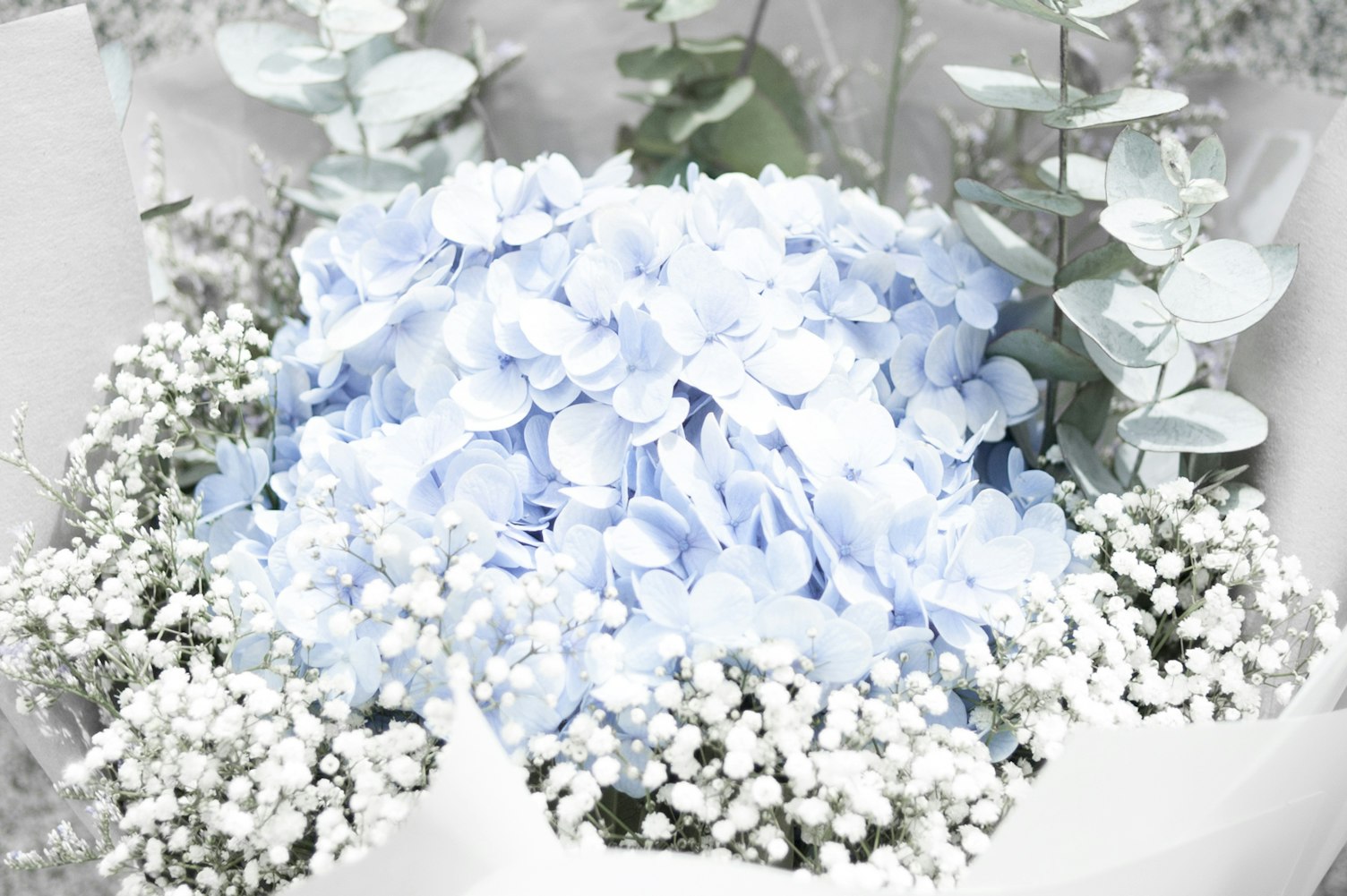 什么是蜡叶标本.植物蜡叶标本的制作总结