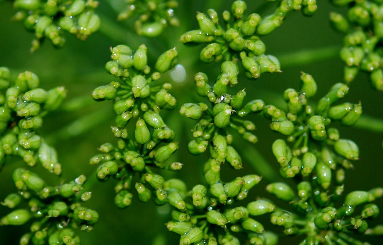 农村常见植物大全︰(农村常见植物大全名称)