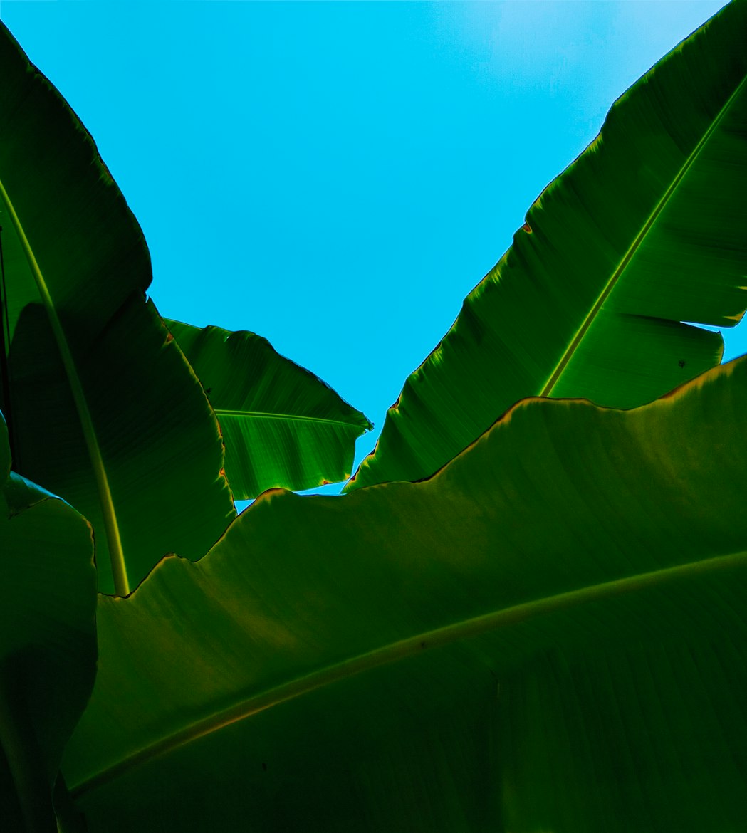 「世界上十大奇异植物是什么？」〃世界奇异的植物