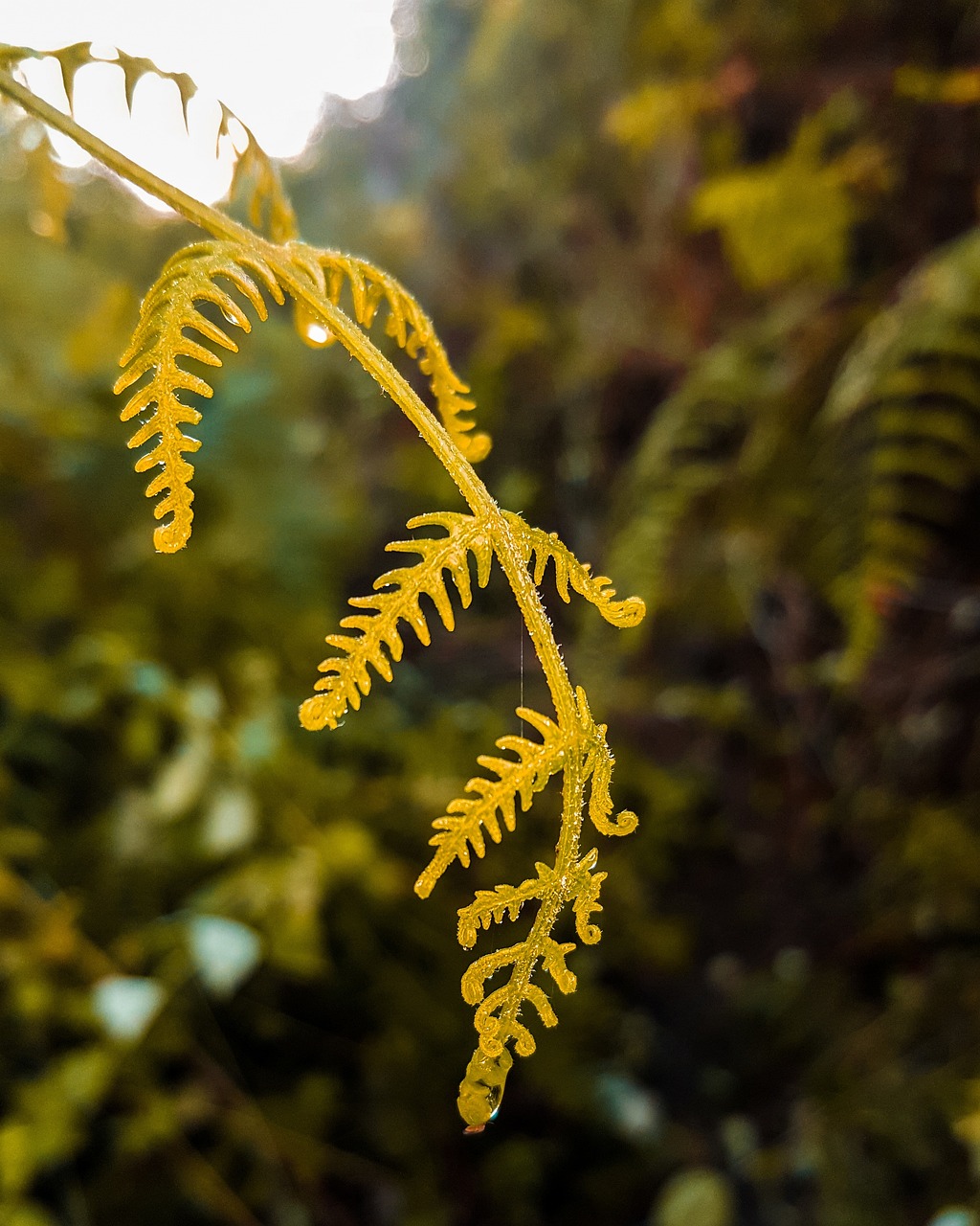 生物的分类〃生物的分类等级