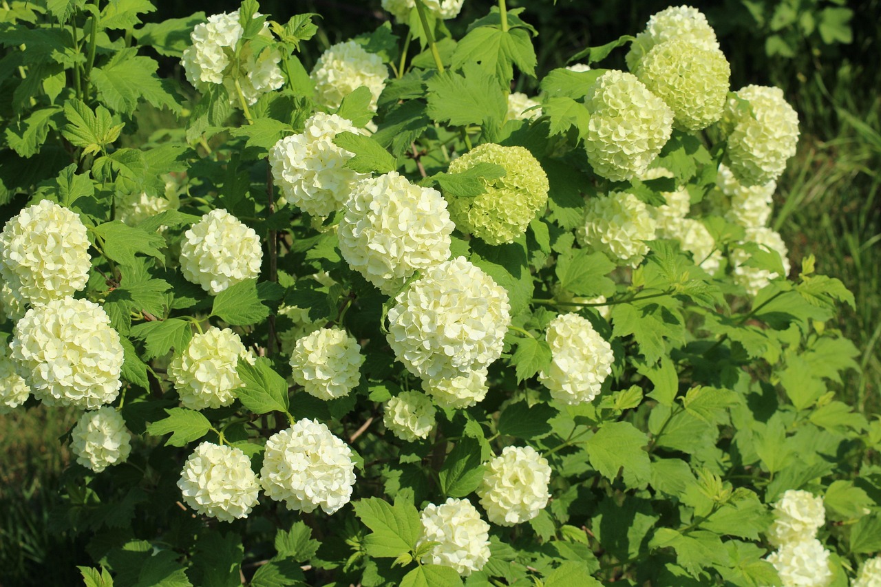 「常见园林植物0种」〃常见园林植物0种图片