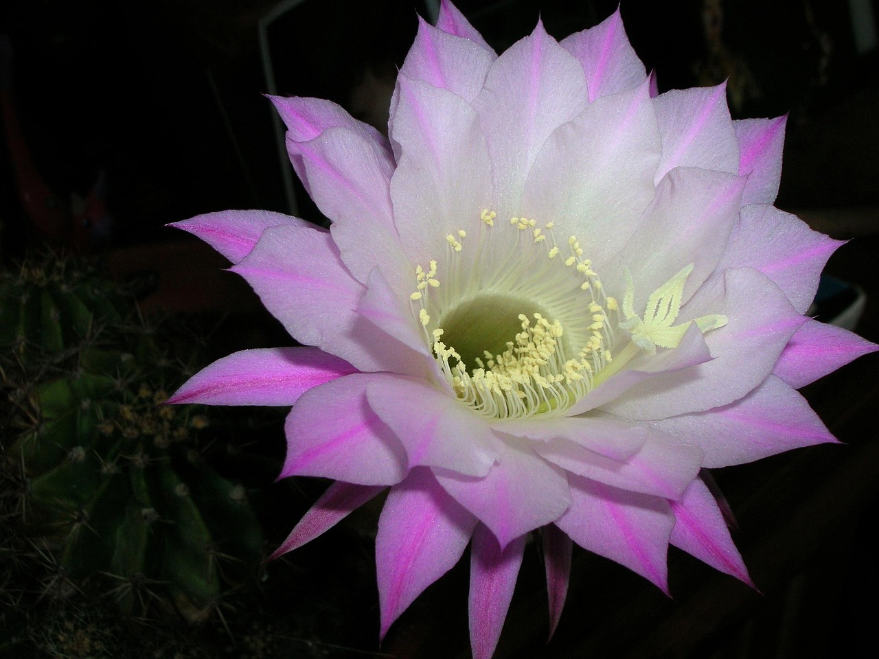 仙人球花属于昙花的种类吗-仙人球花是昙花吗 仙人球花属于昙花的种类吗-仙人球花是昙花吗