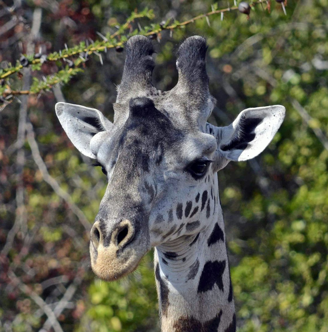 描写动物的作品.描写动物的文章 名篇