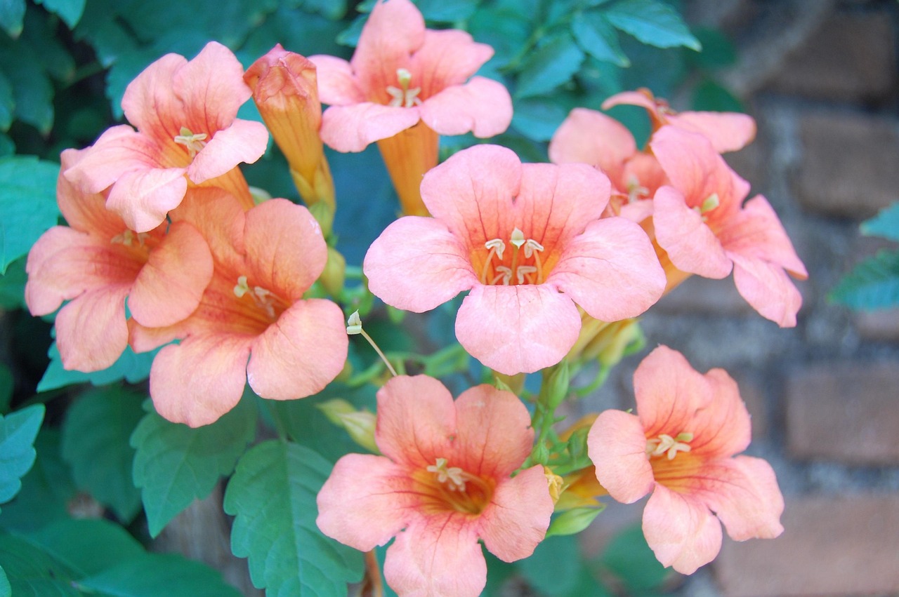 【哪里的龙芽草比较好/龙芽草好种吗】