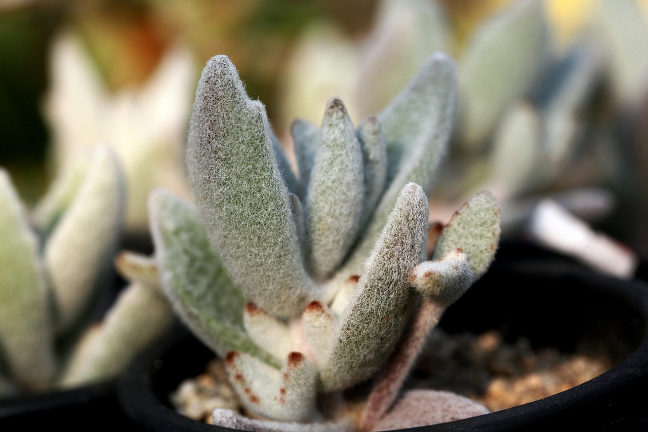 上海植物园的绿化种植〃上海植物园绿化工程有限公司