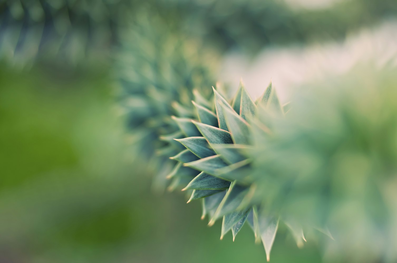 “植物和动物的区别是什么” 动物和植物的相同点和不同点？