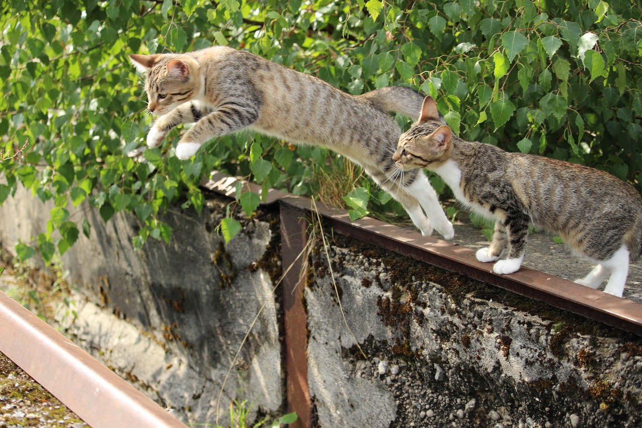 “猫爬架坏了以后可以怎么废物利用？” 猫爬架改造DIY步骤？
