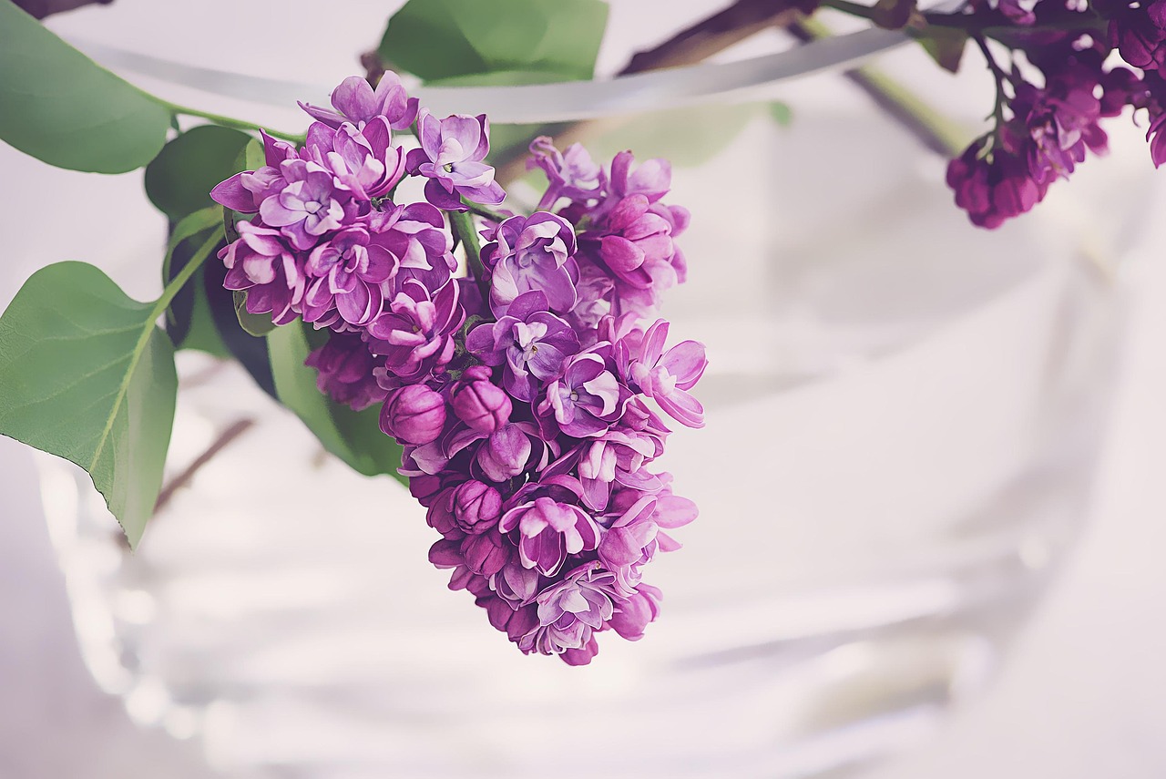 为什么花店都卖紫丁香花,紫丁香花有毒吗