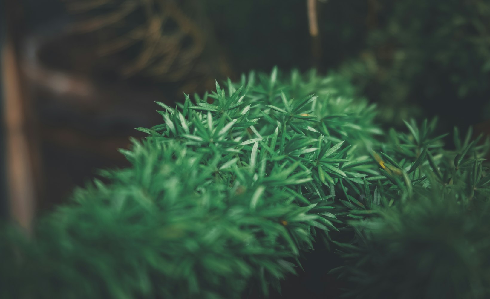 【提木西草是不是狗尾巴草/提摩西草和狗尾草的区分】