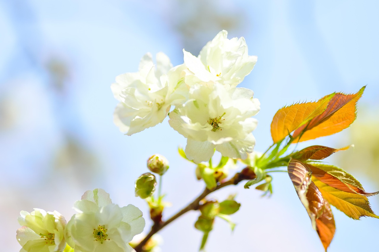 桃树和桃花树一样吗？.桃树和桃花树一样吗图片