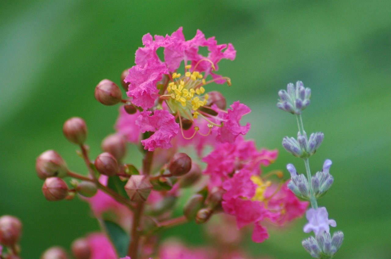 有哪些花卉可以种在北方院子里呢？︰(有哪些花卉可以种在北方院子里呢视频)