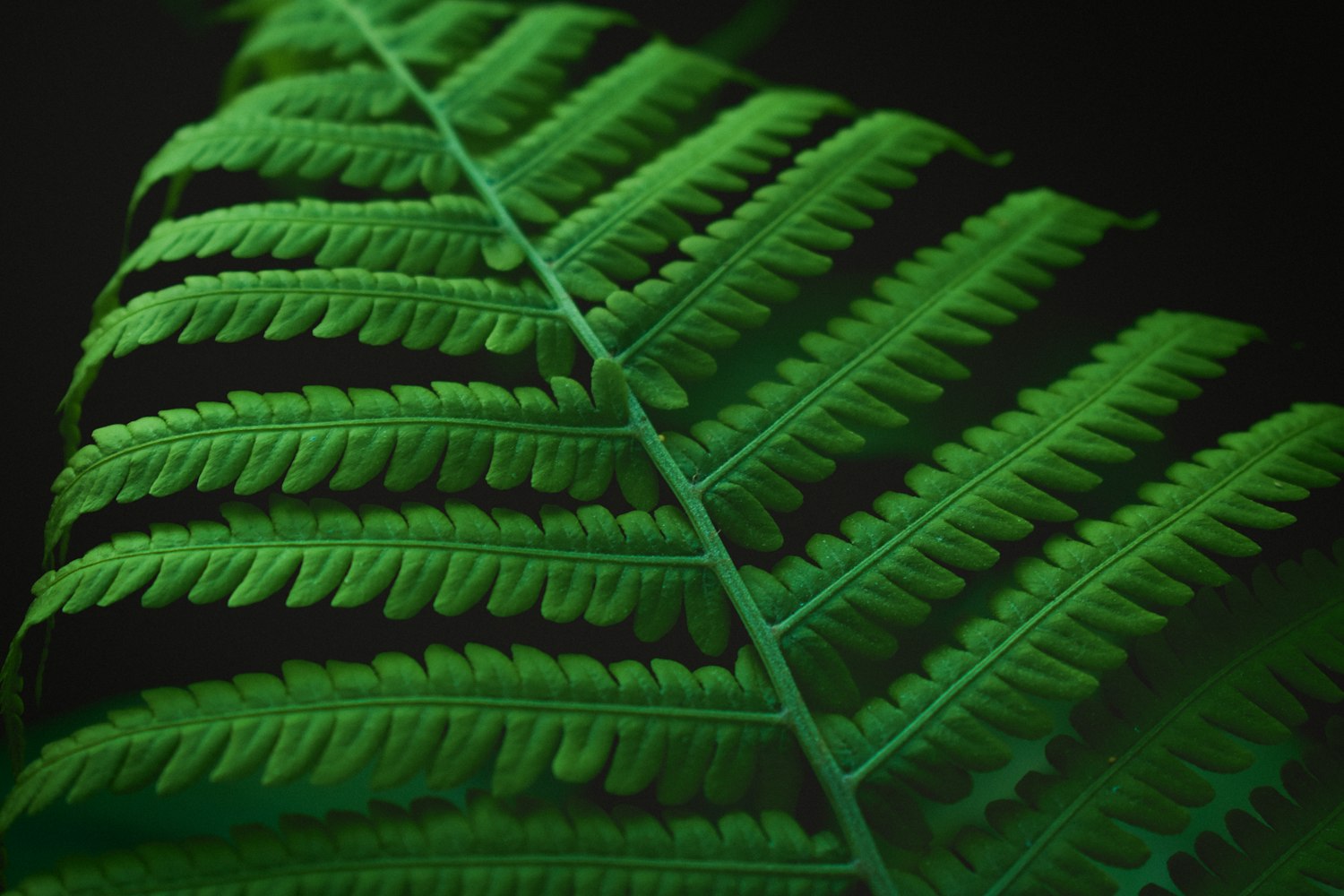 植物光合作用和呼吸作用的化学公式(初一生物)-光合作用和呼吸作用的物质变化示意图 植物光合作用和呼吸作用的化学公式(初一生物)-光合作用和呼吸作用的物质变化示意图