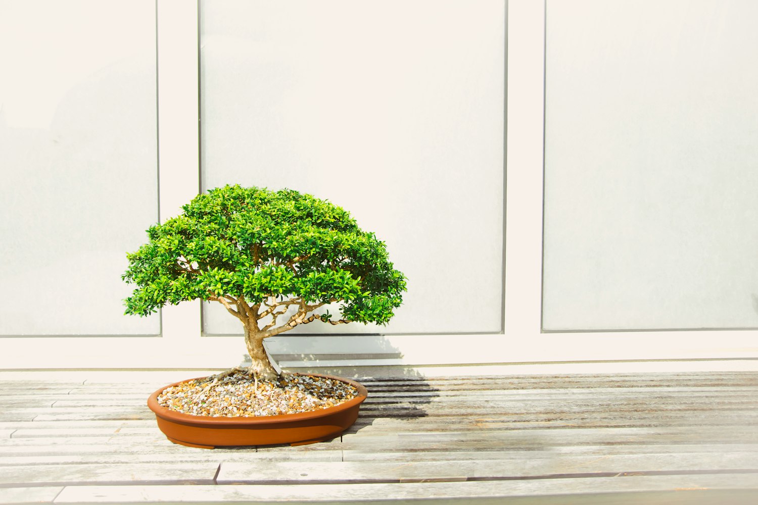 普通灯能给植物补光吗?.普通的led灯可以做植物补光灯吗 普通灯能给植物补光吗?.普通的led灯可以做植物补光灯吗