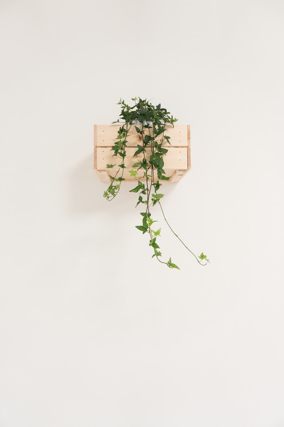 植物的现代诗简短首︰(植物的现代诗简短首句) 植物的现代诗简短首︰(植物的现代诗简短首句)