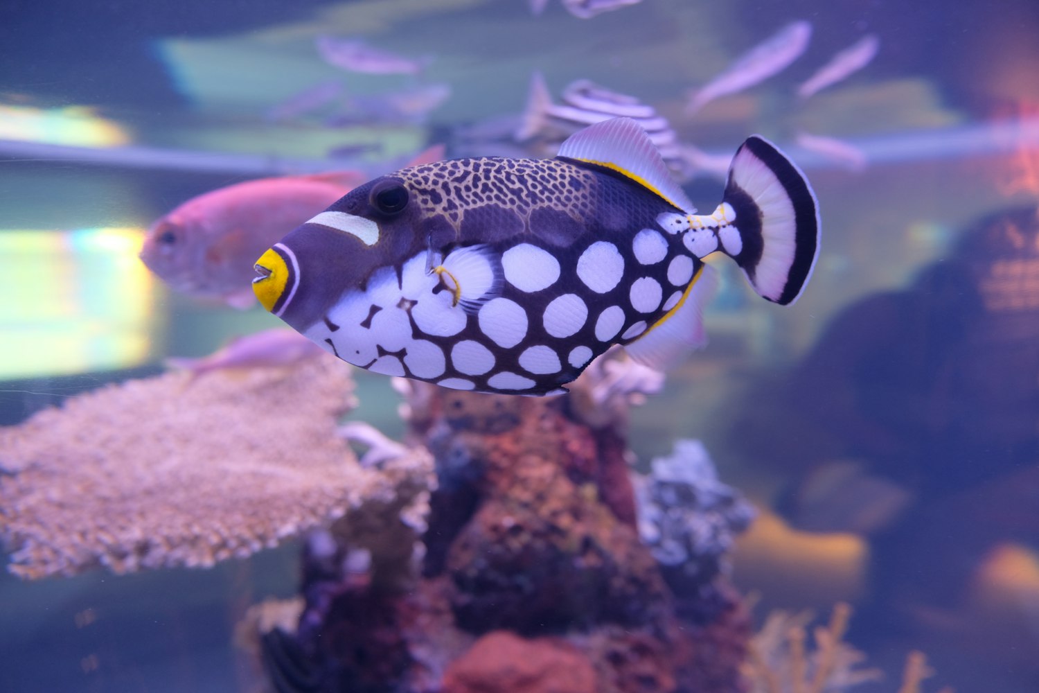 史上最大的海洋生物,有史以来最大的海洋生物 史上最大的海洋生物,有史以来最大的海洋生物