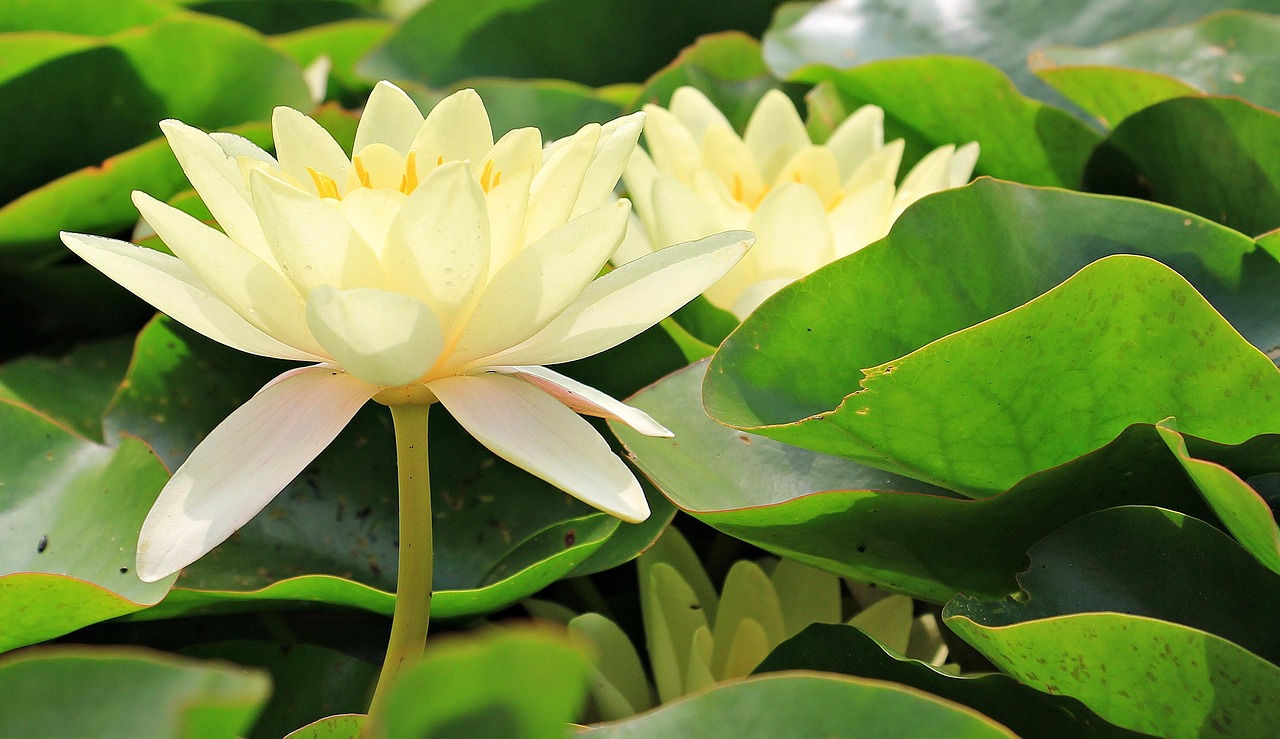 水生花卉有什么特点?-水生植物花卉有哪些 水生花卉有什么特点?-水生植物花卉有哪些