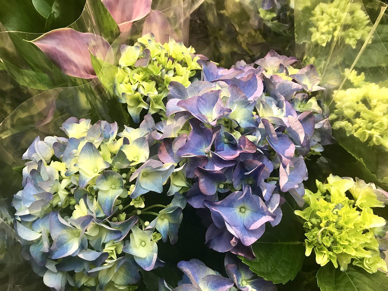 【世界上有毒的而美丽的花排名。/世界上有毒的而美丽的花排名第几】