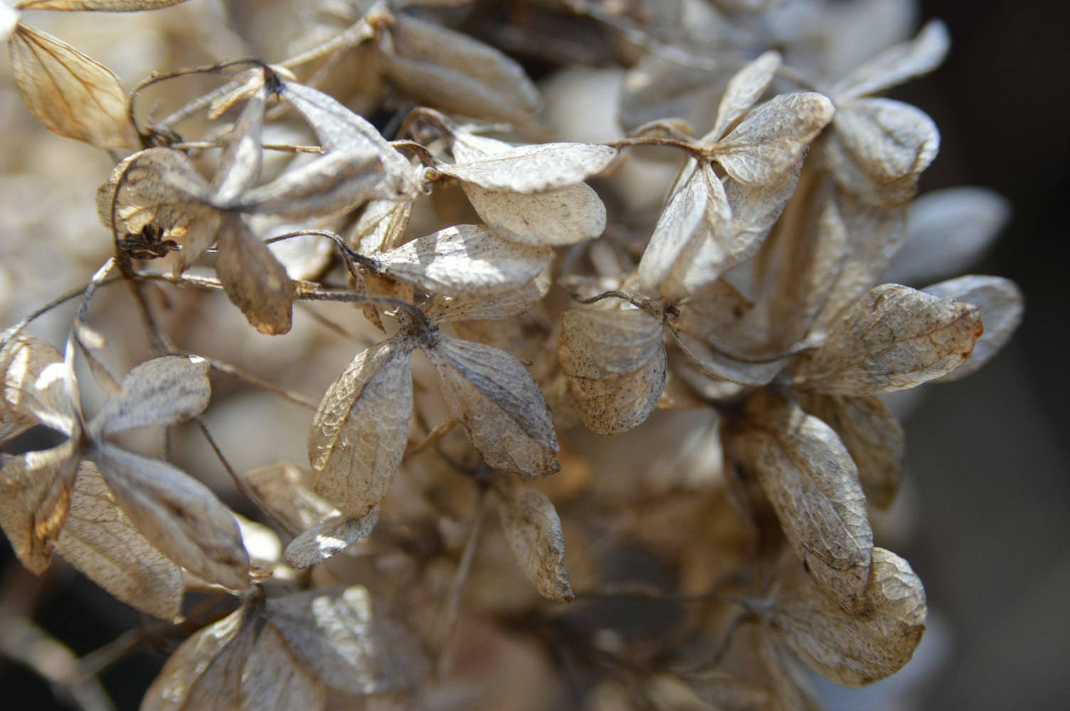 【桂花怎么制作干花/怎样自制干桂花保持鲜艳的气味】 【桂花怎么制作干花/怎样自制干桂花保持鲜艳的气味】