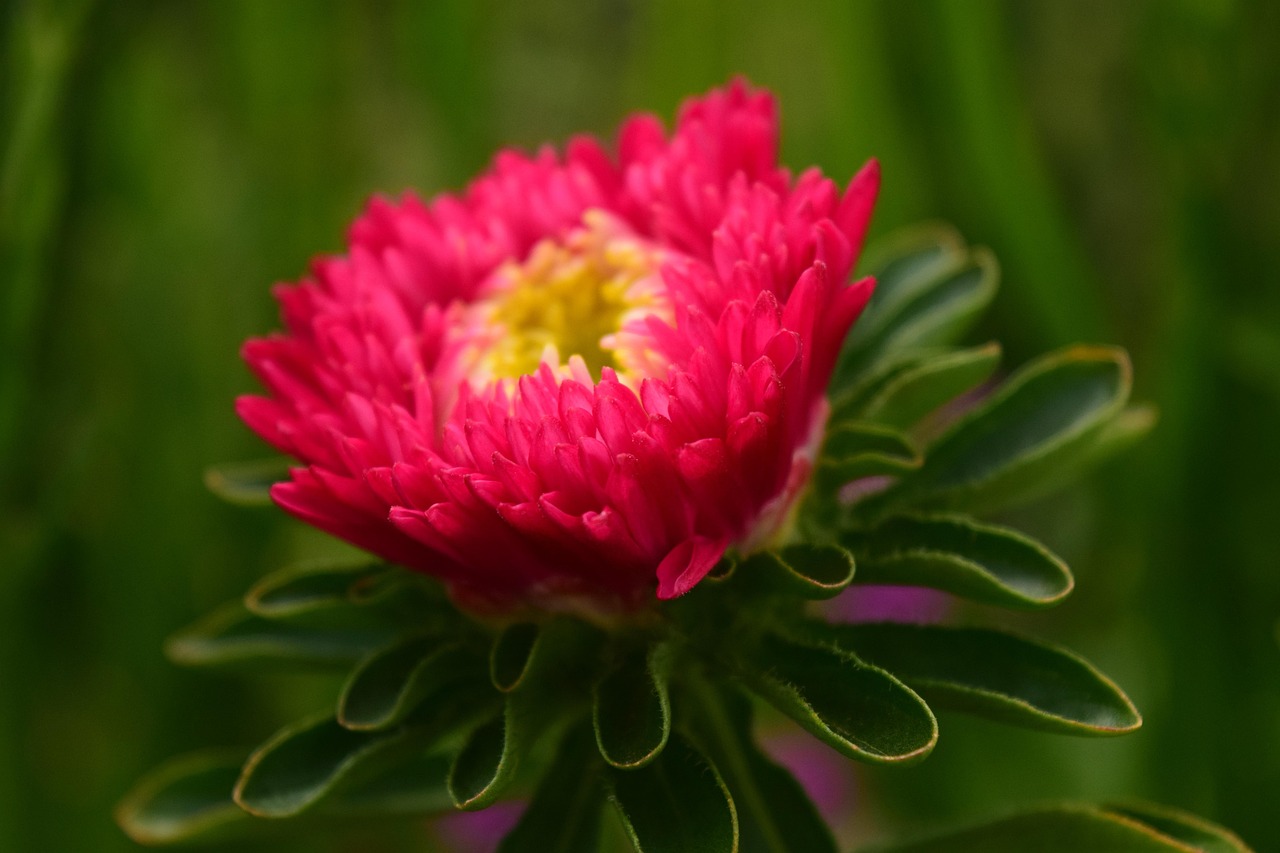 「花材的分类」〃花材四种类型 「花材的分类」〃花材四种类型