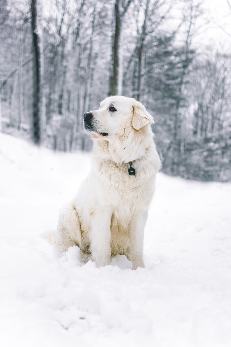 什么小型犬最好养又聪明不掉毛?.十大最聪明小型犬 什么小型犬最好养又聪明不掉毛?.十大最聪明小型犬