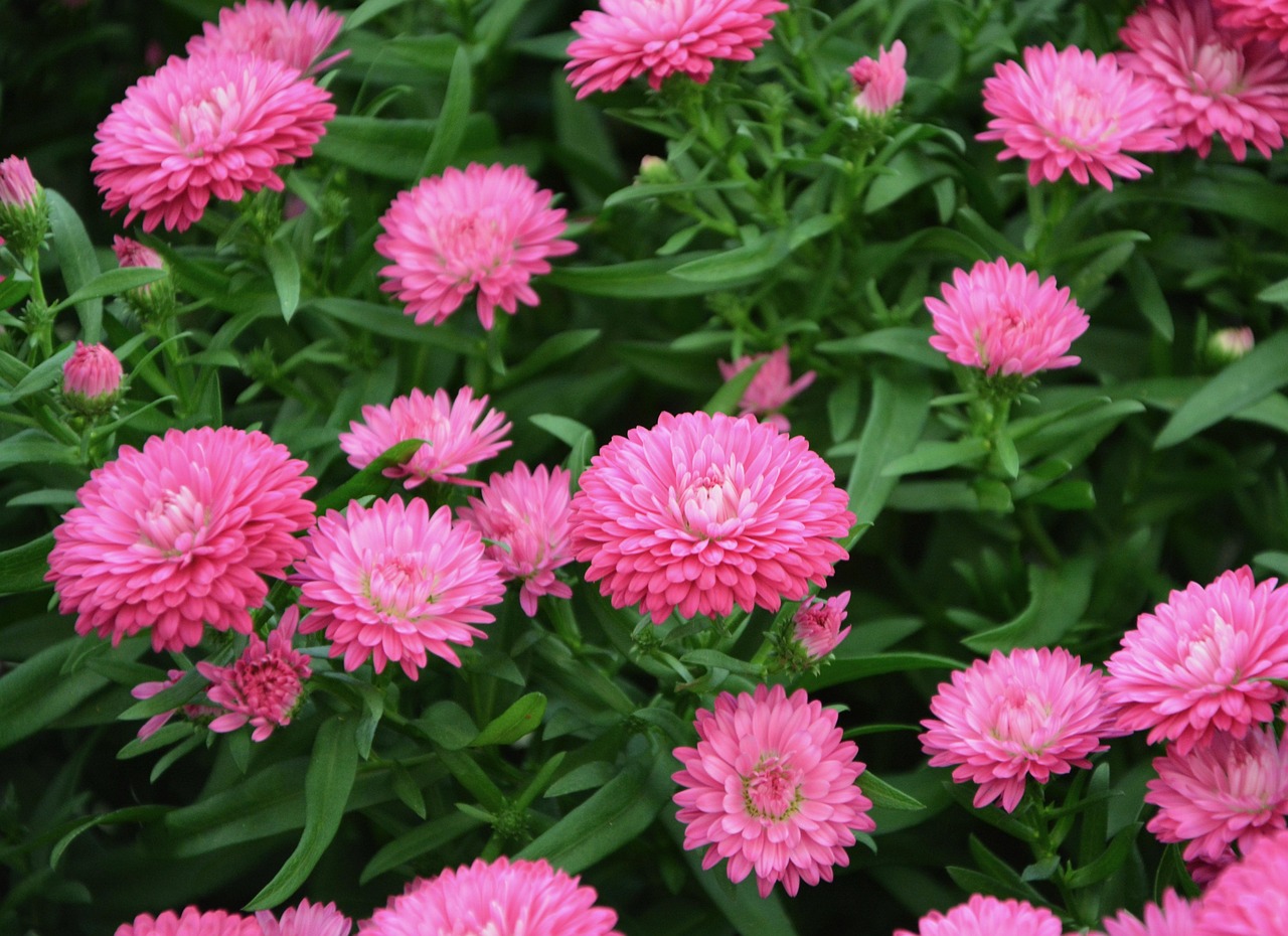 常见的花坛花卉的种类〃花坛绿植的种类